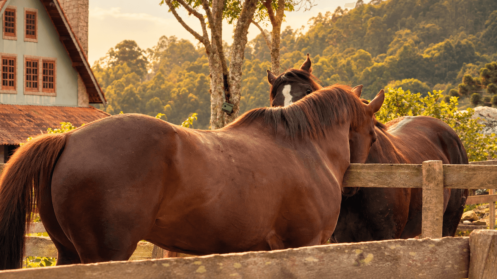 Haras Serra Bonita, foto 3